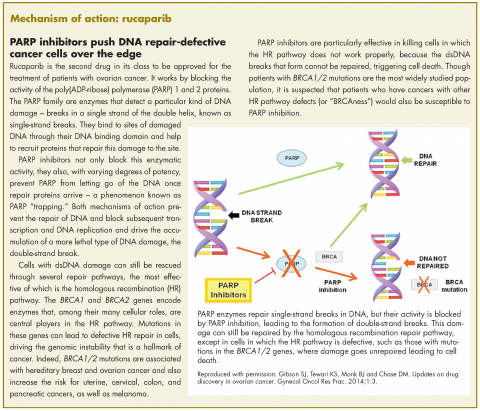 Sidebar and figure. Mecahnism of action for rucaparib.